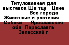 Титулованная для выставок Ши-тцу › Цена ­ 100 000 - Все города Животные и растения » Собаки   . Ярославская обл.,Переславль-Залесский г.